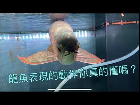 鬥魚擋煞|【魚擋煞】魚擋煞妙招！解鎖養魚旺宅秘訣，輕鬆化解煞氣